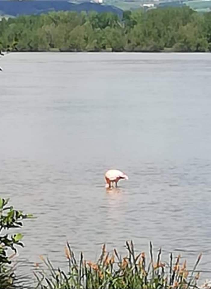 2021 05 16 Flamingo (3)